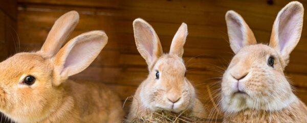 parc animalier en Rhône-Alpes