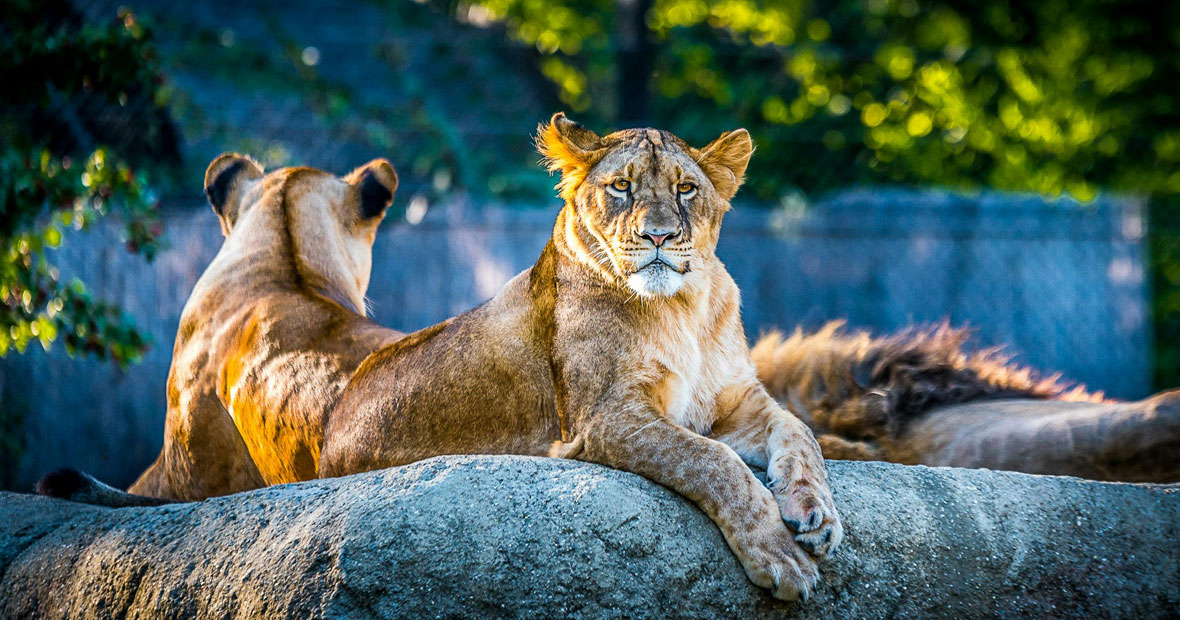 parc animalier du Puy-de-Dôme